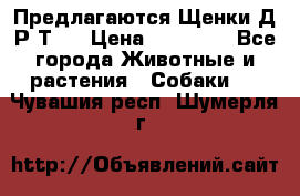 Предлагаются Щенки Д.Р.Т.  › Цена ­ 15 000 - Все города Животные и растения » Собаки   . Чувашия респ.,Шумерля г.